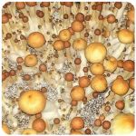 Псилоцибиновые (галлюциногенные)  грибы Psilocybin "Golden Teacher" в Спасске-Дальнем