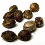 Семена марихуаны АК-47 (Seeds AK-47) в Спасске-Дальнем Семена марихуаны АК-47 (Seeds AK-47) в Спасске-Дальнем